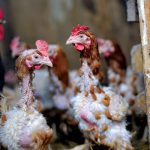 دلایل ریزش پر مرغ و درمان آن