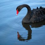 قو سیاه (Black Swan)