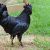 خروس سیاه (Ayam Cemani)
