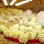 پرورش مرغ و طیور بدون آنتی بیوتیک