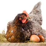 نگهداری و پرورش مرغ تخمگذار